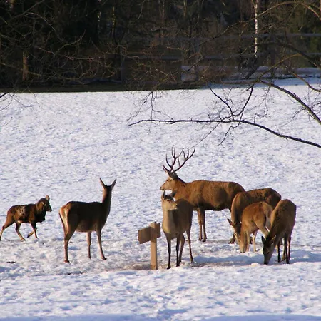 Schoenes Direkt Am Schwarzwildgehege