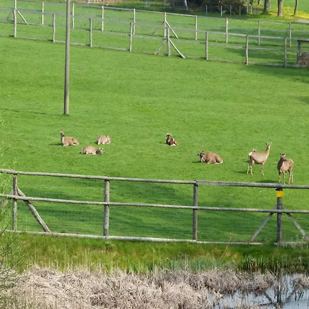 Schoenes Direkt Am Schwarzwildgehege